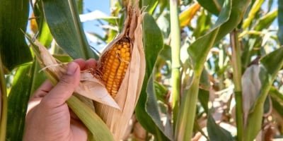 milho-foto-envato-4-le0hg