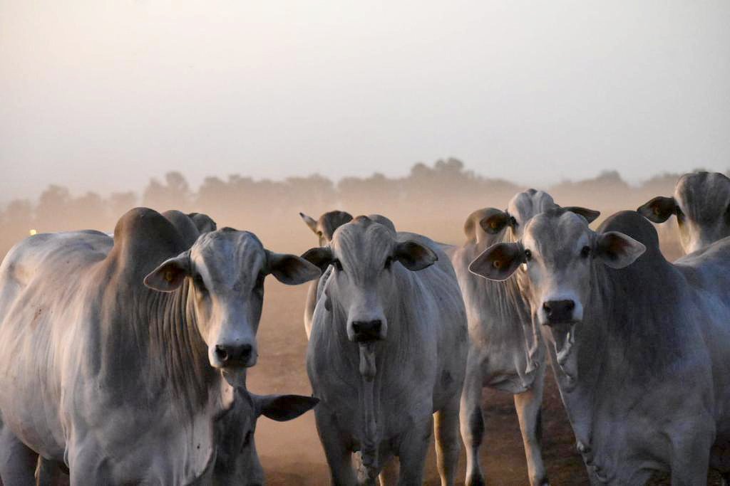 ancp_dep-mocho-press