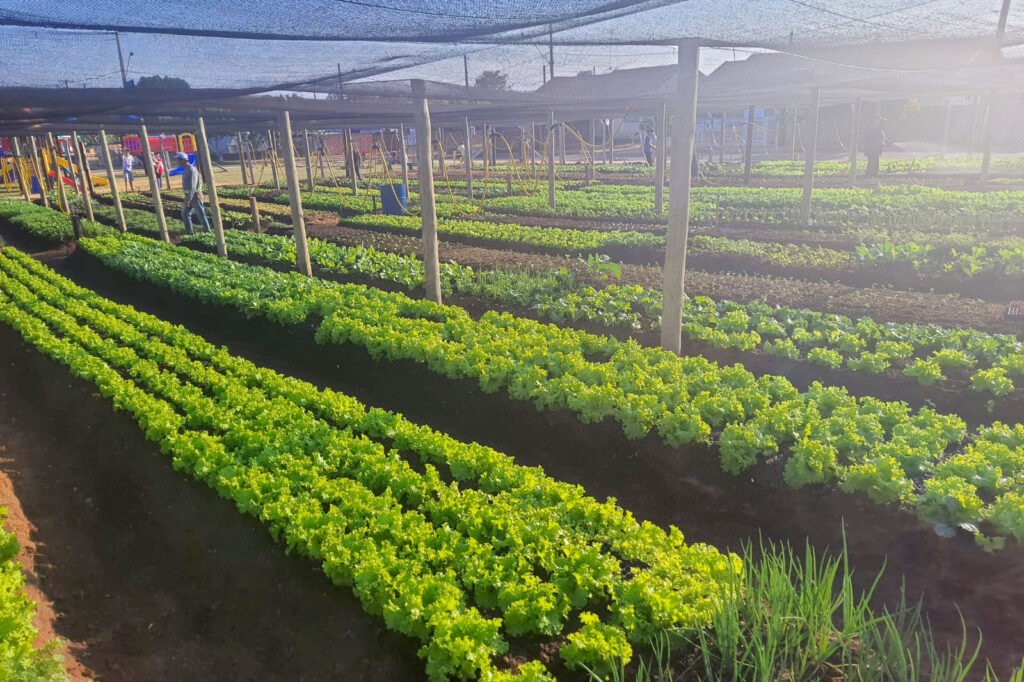 Hortas comunitárias