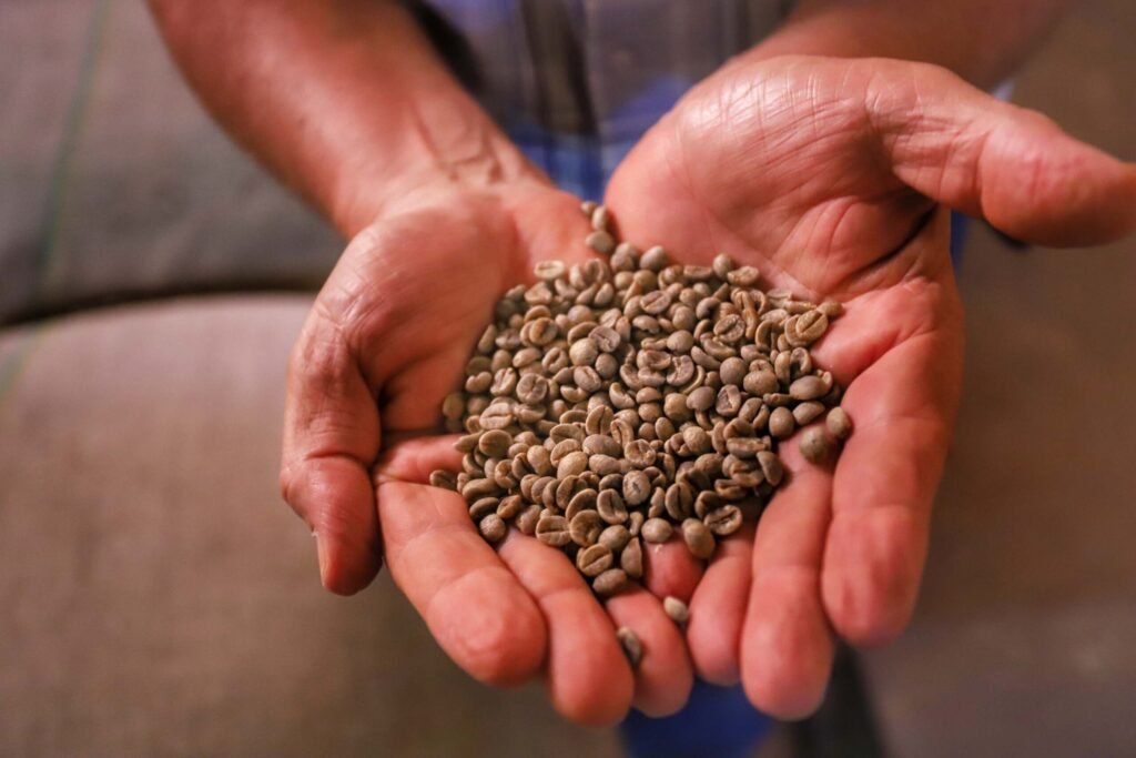 londrinafazendapalmeira_038